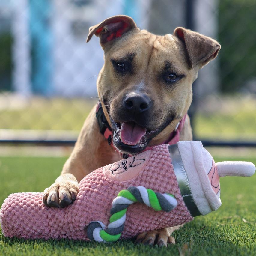 Tweetie, a Adoptable Mixed Breed in Bradenton, FL image 1/6