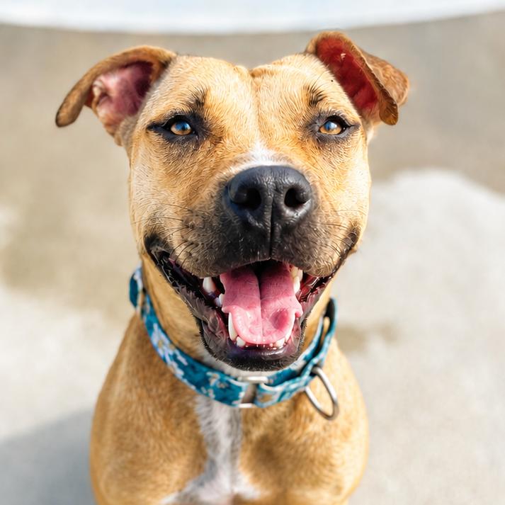 Tweetie, Adoptable, Adult Female Mixed Breed.