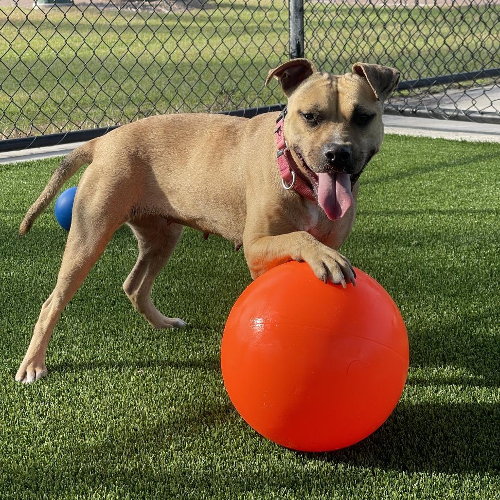 Tweetie, a Adoptable Mixed Breed in Bradenton, FL image 2/6