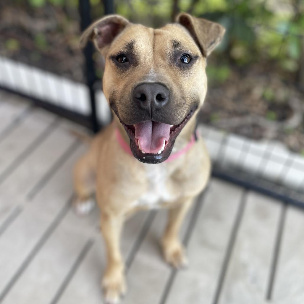 Tweetie, a Adoptable Mixed Breed in Bradenton, FL image 4/6