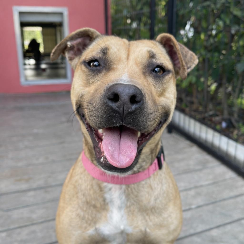 Tweetie, a Adoptable Mixed Breed in Bradenton, FL image 4/6