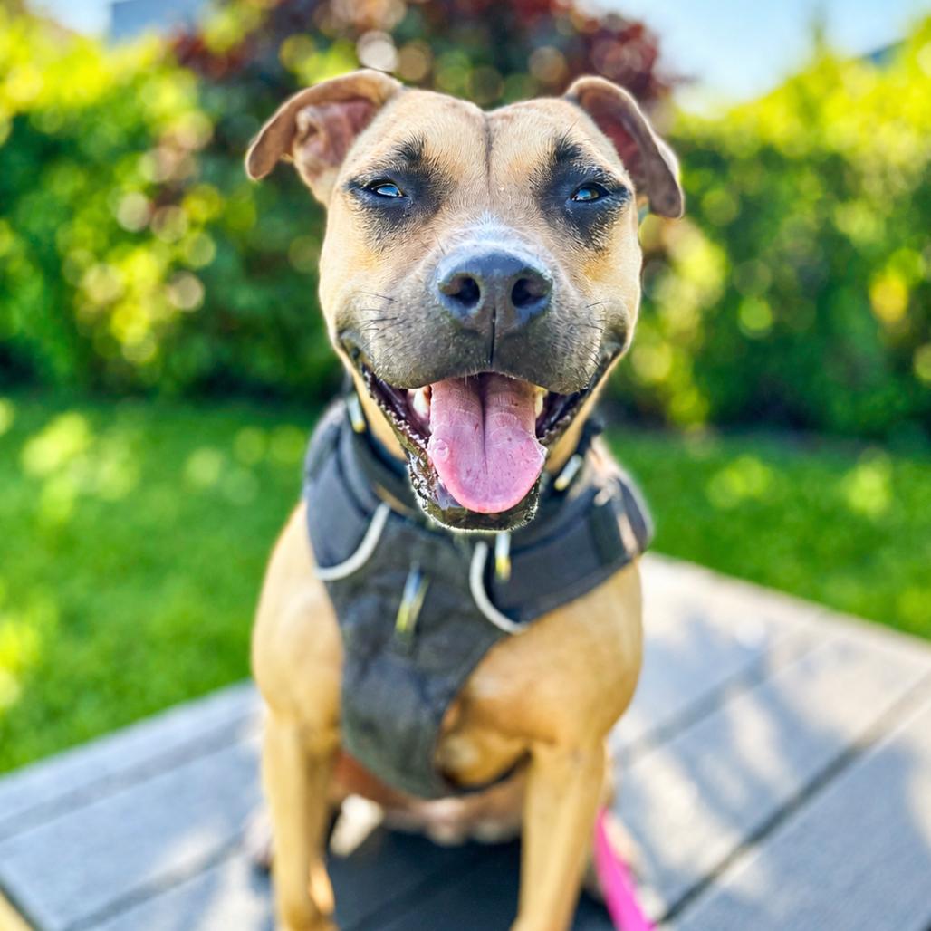 Tweetie, a Adoptable Mixed Breed in Bradenton, FL image 5/6