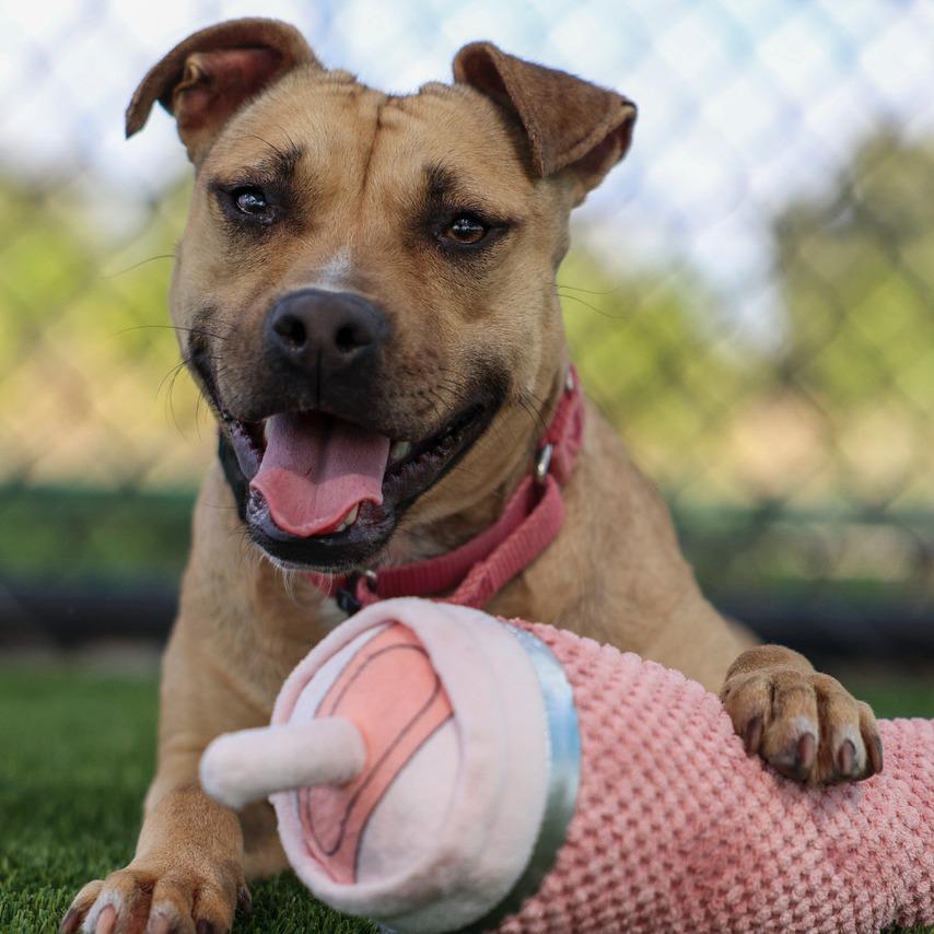 Tweetie, a Adoptable Mixed Breed in Bradenton, FL image 6/6