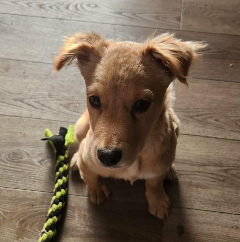 Hope, ADOPTABLE, Puppy Female Golden Retriever.