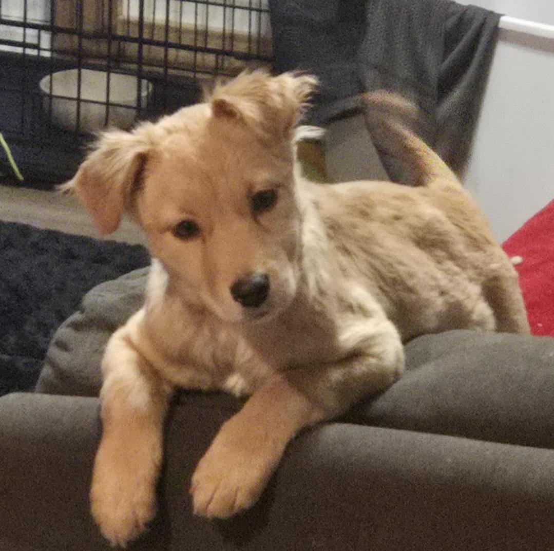 Enlarge Hope, a ADOPTABLE mixed breed in Grand Rapids, MI image 2/2