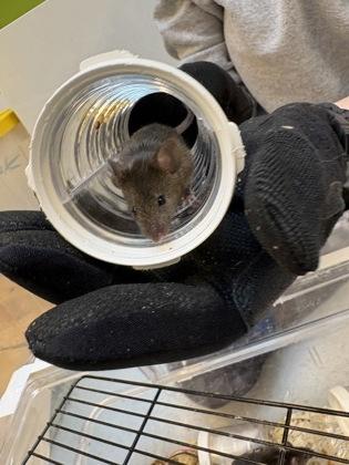Enlarge Georgia, a Adoptable Mouse in Seattle, WA image 1/2