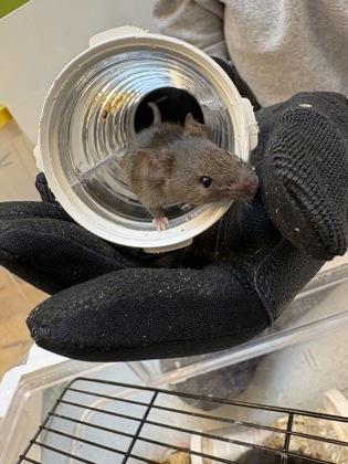 Enlarge Georgia, a Adoptable Mouse in Seattle, WA image 2/2