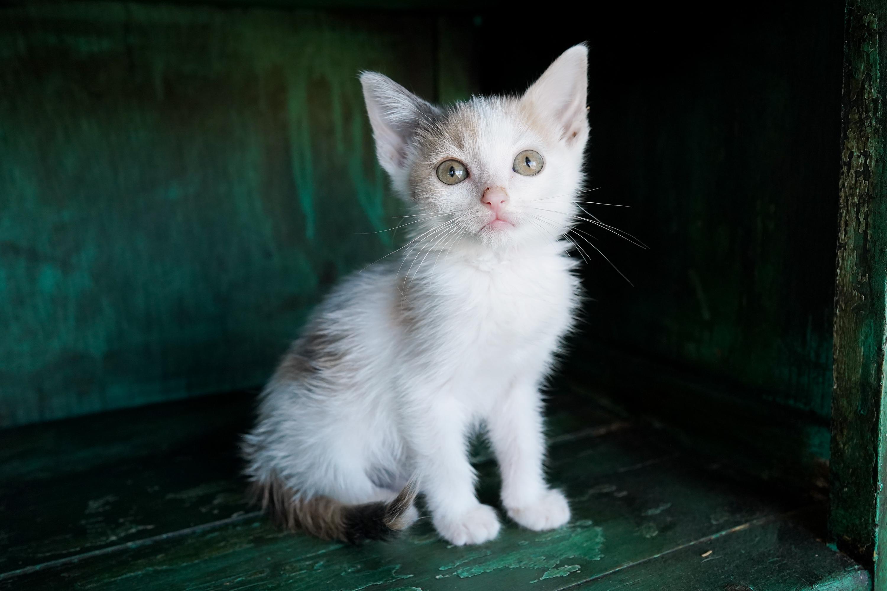 Pastry, Adoptable, Kitten Female Domestic Short Hair.
