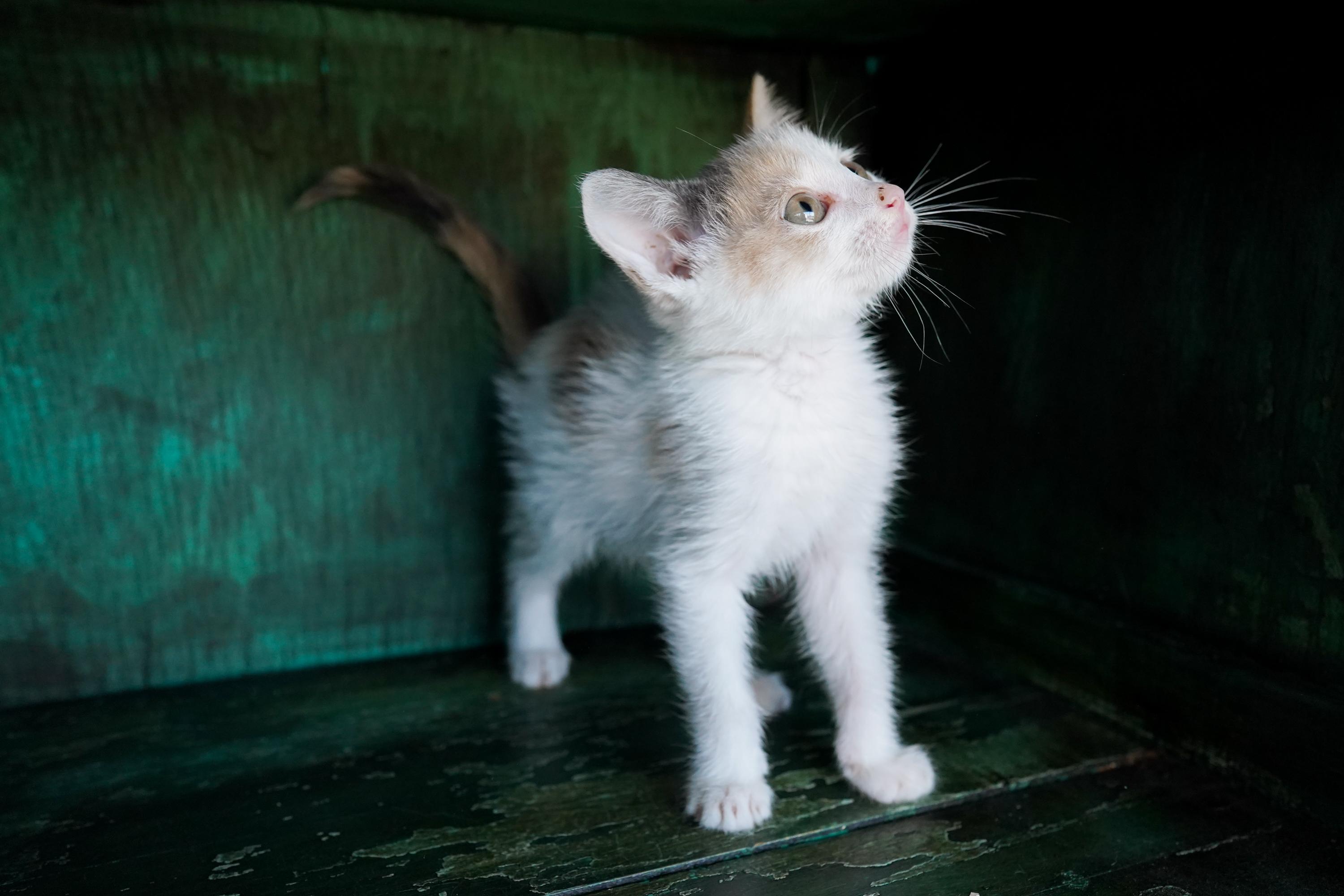 Enlarge Pastry, a Adoptable Domestic Short Hair in San Antonio, TX image 2/4