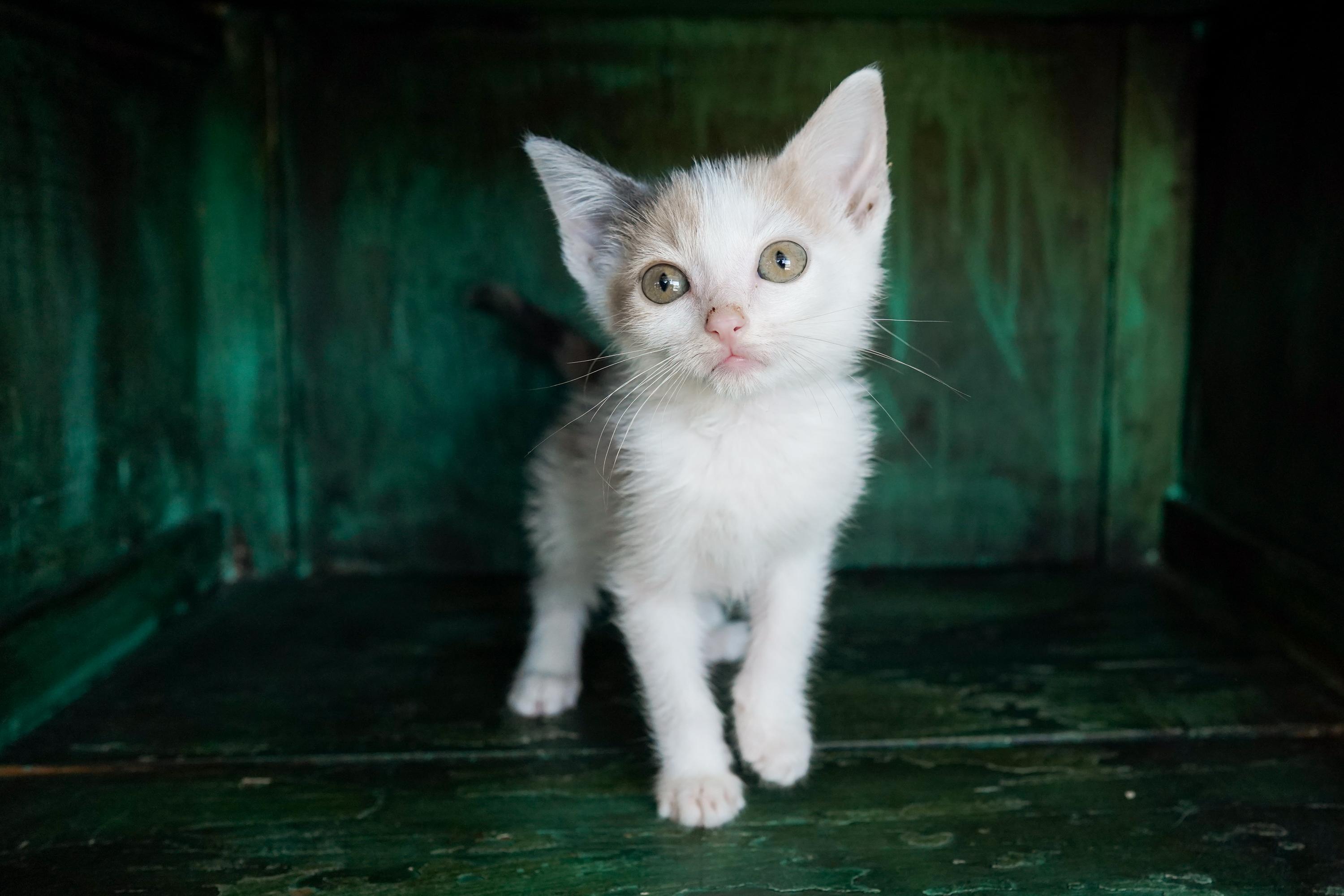 Enlarge Pastry, a Adoptable Domestic Short Hair in San Antonio, TX image 3/4