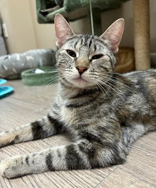 Enlarge Phoenix, a Adoptable Domestic Short Hair in Hawthorne, NJ image 1/1