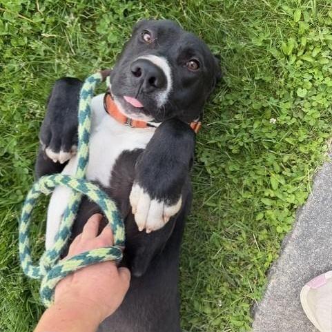 Enlarge Tooch, a ADOPTABLE mixed breed in Williston, VT image 1/6