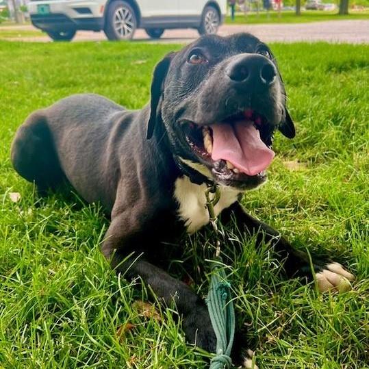 Enlarge Tooch, a ADOPTABLE mixed breed in Williston, VT image 6/6