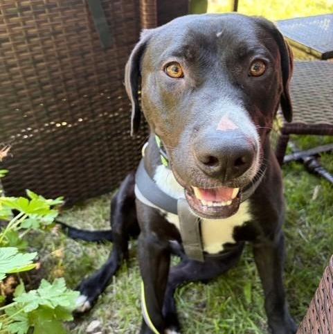 Enlarge Tooch, a ADOPTABLE mixed breed in Williston, VT image 5/6