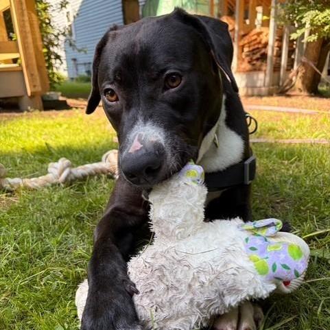 Enlarge Tooch, a ADOPTABLE mixed breed in Williston, VT image 4/6