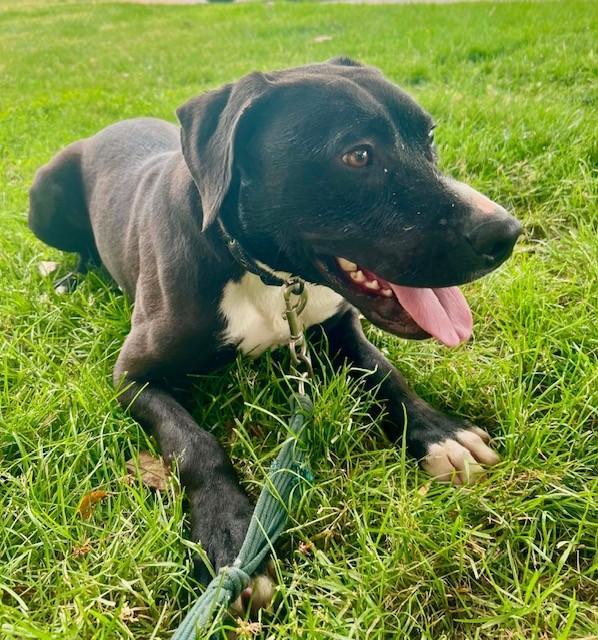 Enlarge Tooch, a ADOPTABLE mixed breed in Williston, VT image 2/6