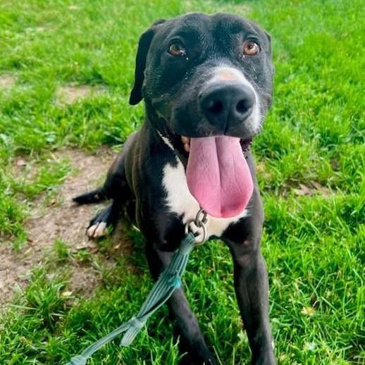 Enlarge Tooch, a ADOPTABLE mixed breed in Williston, VT image 3/6