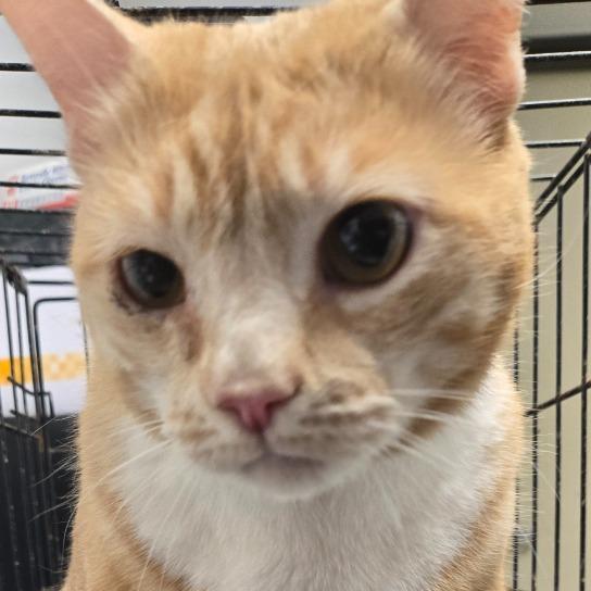 Sam, Adoptable, Adult Male Domestic Short Hair.
