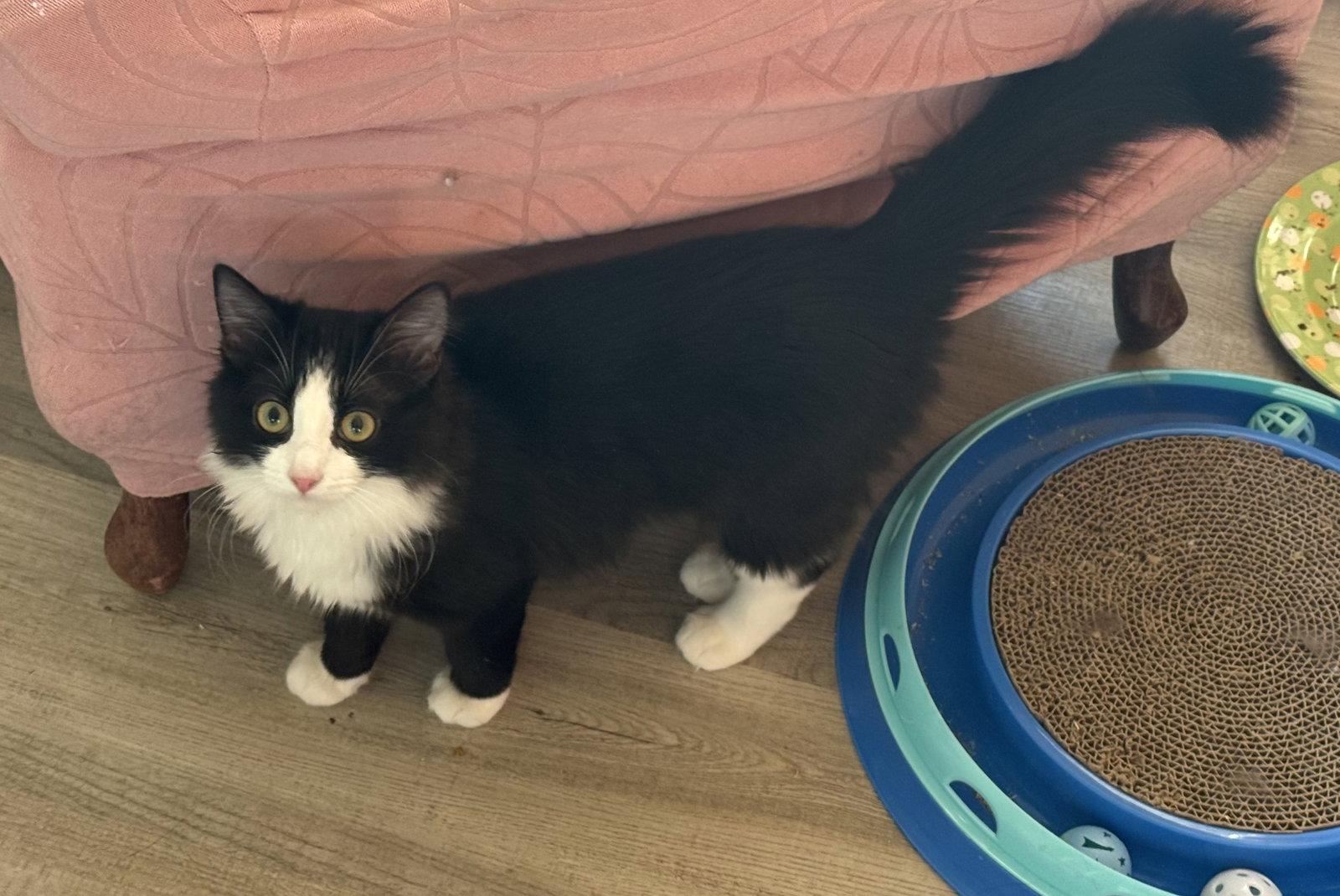 Enlarge Hestia, a Adopted mixed breed in Hockessin, DE image 1/1