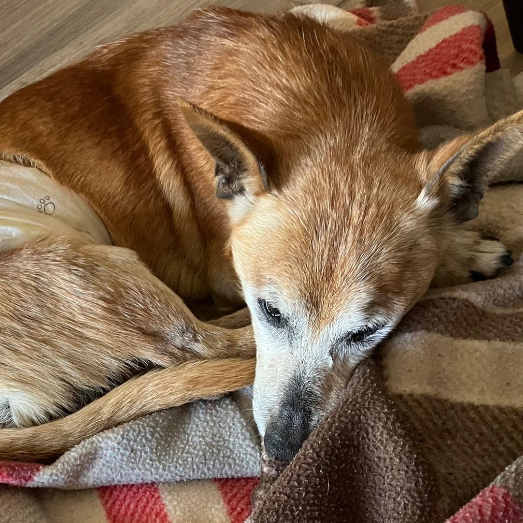 Barley, Adoptable, Senior Male Chihuahua.