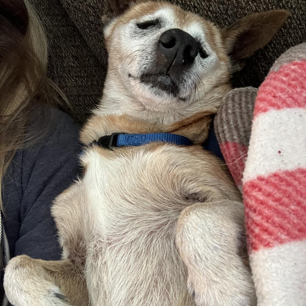 Enlarge Barley, a Adoptable Chihuahua in Ramona, CA image 2/6