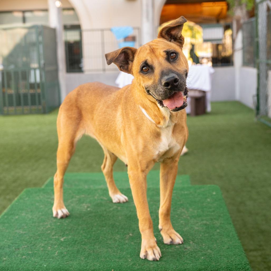 Callie, Adoptable, Adult Female German Shepherd Dog.