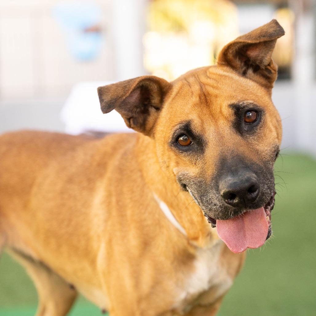 Enlarge Callie, a Adoptable German Shepherd Dog in Pasadena, CA image 2/6