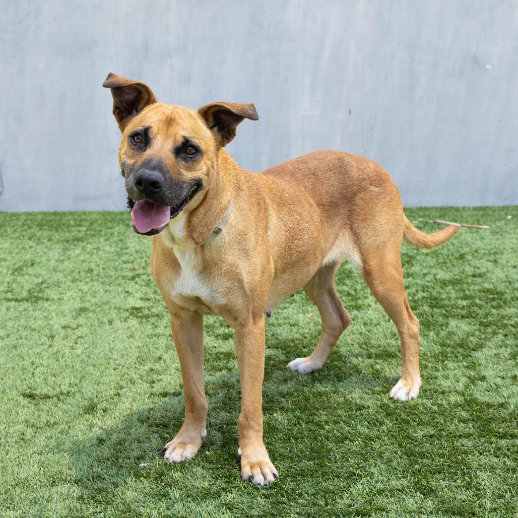 Enlarge Callie, a Adoptable German Shepherd Dog in Pasadena, CA image 3/6
