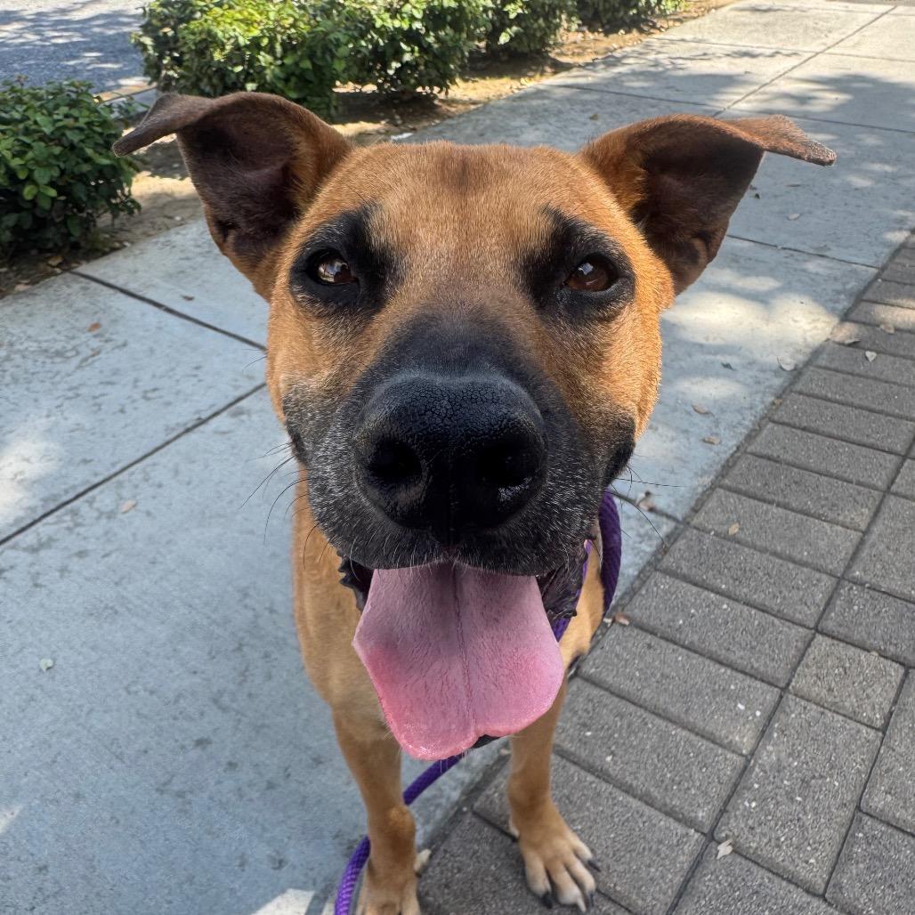 Enlarge Callie, a Adoptable German Shepherd Dog in Pasadena, CA image 4/6