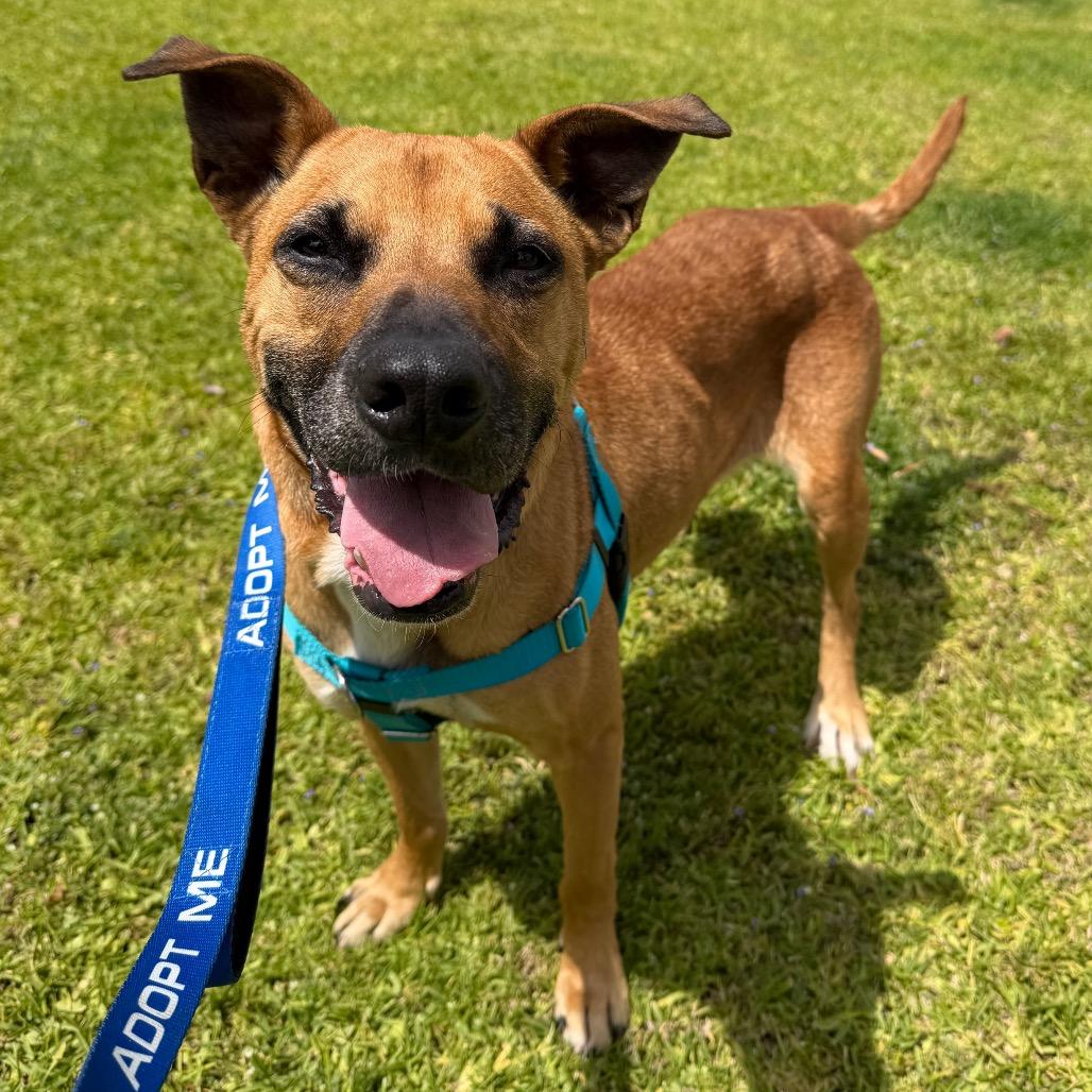Enlarge Callie, a Adoptable German Shepherd Dog in Pasadena, CA image 5/6