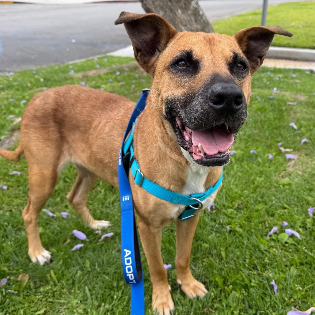 Enlarge Callie, a Adoptable German Shepherd Dog in Pasadena, CA image 6/6
