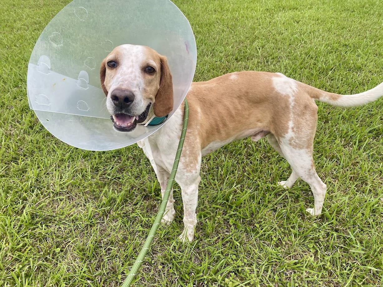 Boone, an adopted mixed breed in Valley Cottage, NY image 6/6