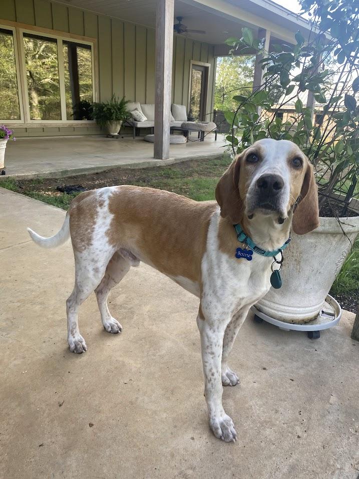 Boone, ADOPTABLE, Adult Male Coonhound & Treeing Walker Coonhound.