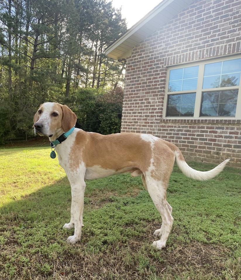 Enlarge Boone, a ADOPTABLE mixed breed in Valley Cottage, NY image 3/5