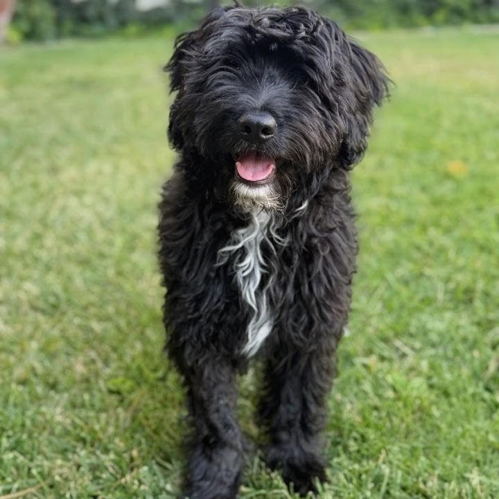 Amber, a ADOPTABLE Labradoodle in Los Angeles, CA image 3/4