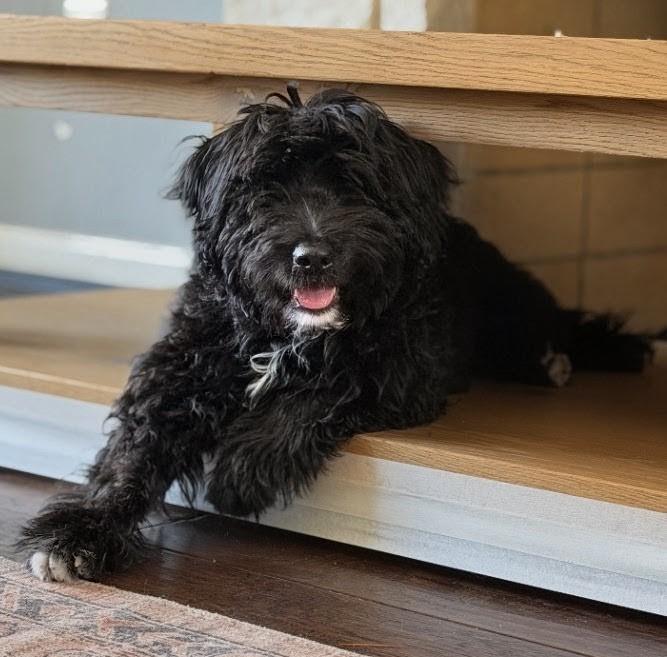 Amber, a ADOPTABLE Labradoodle in Los Angeles, CA image 4/4
