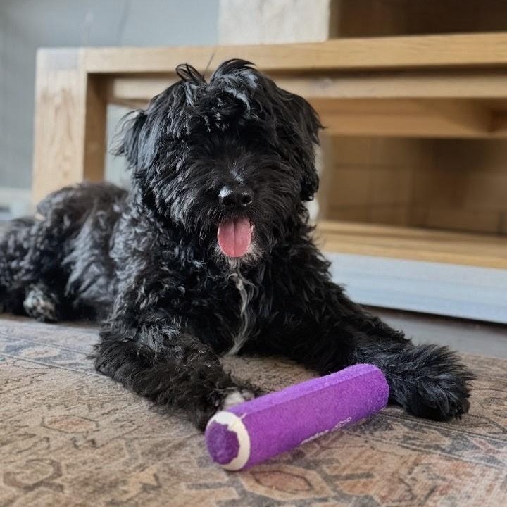 Amber, a ADOPTABLE Labradoodle in Los Angeles, CA image 2/4