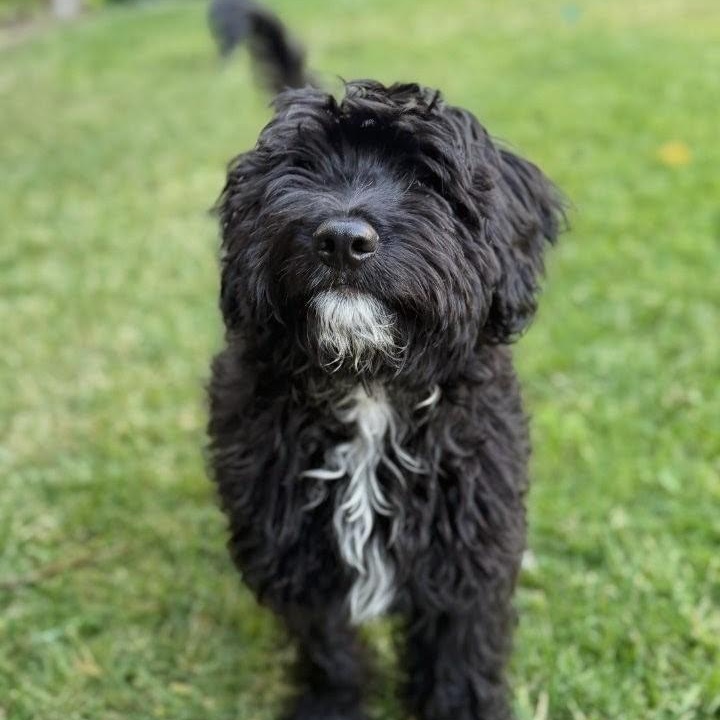 Amber, ADOPTABLE, Puppy Female Labradoodle.