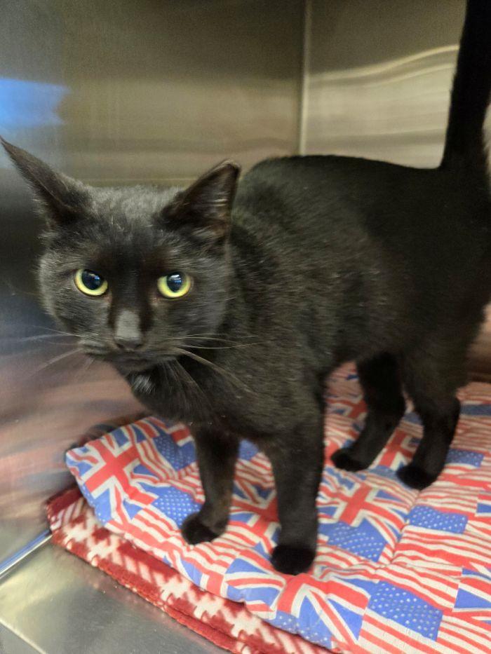 Matilda, Adoptable, Adult Female Domestic Short Hair.