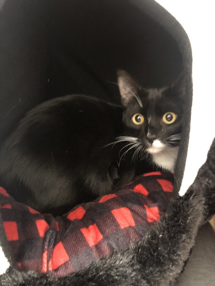 Godiva, Adoptable, Kitten Female Domestic Short Hair.