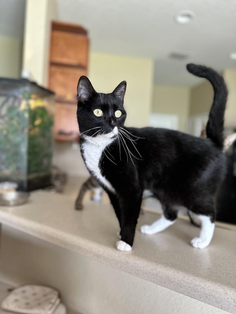 Enlarge Godiva, a Adoptable mixed breed in Orlando, FL image 2/6
