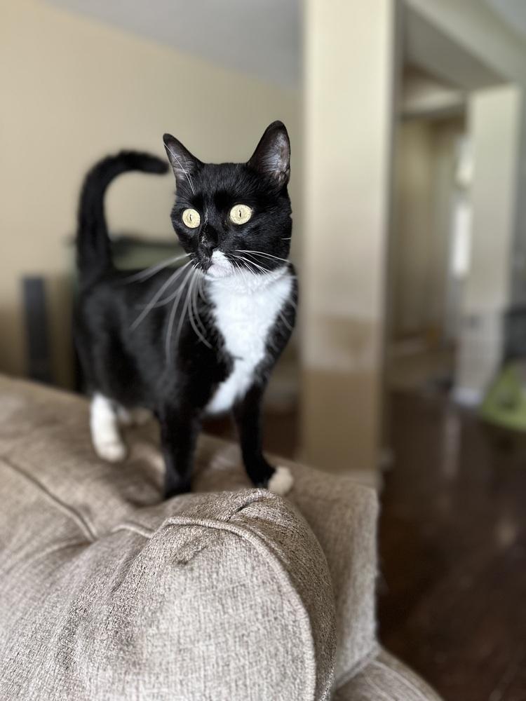 Enlarge Godiva, a Adoptable mixed breed in Orlando, FL image 3/6