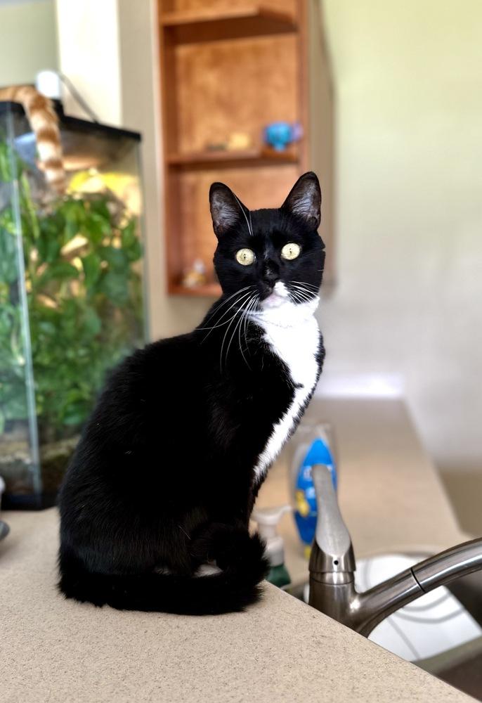 Enlarge Godiva, a Adoptable mixed breed in Orlando, FL image 5/6