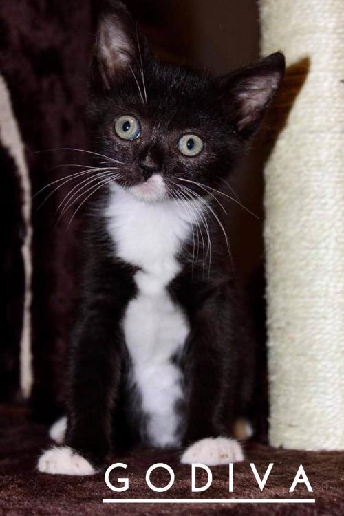 Enlarge Godiva, a Adoptable mixed breed in Orlando, FL image 6/6