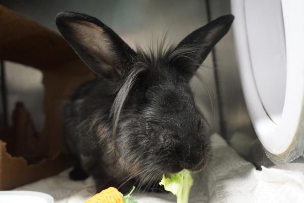 Blue Jay, Adoptable, Adult Male Lionhead.