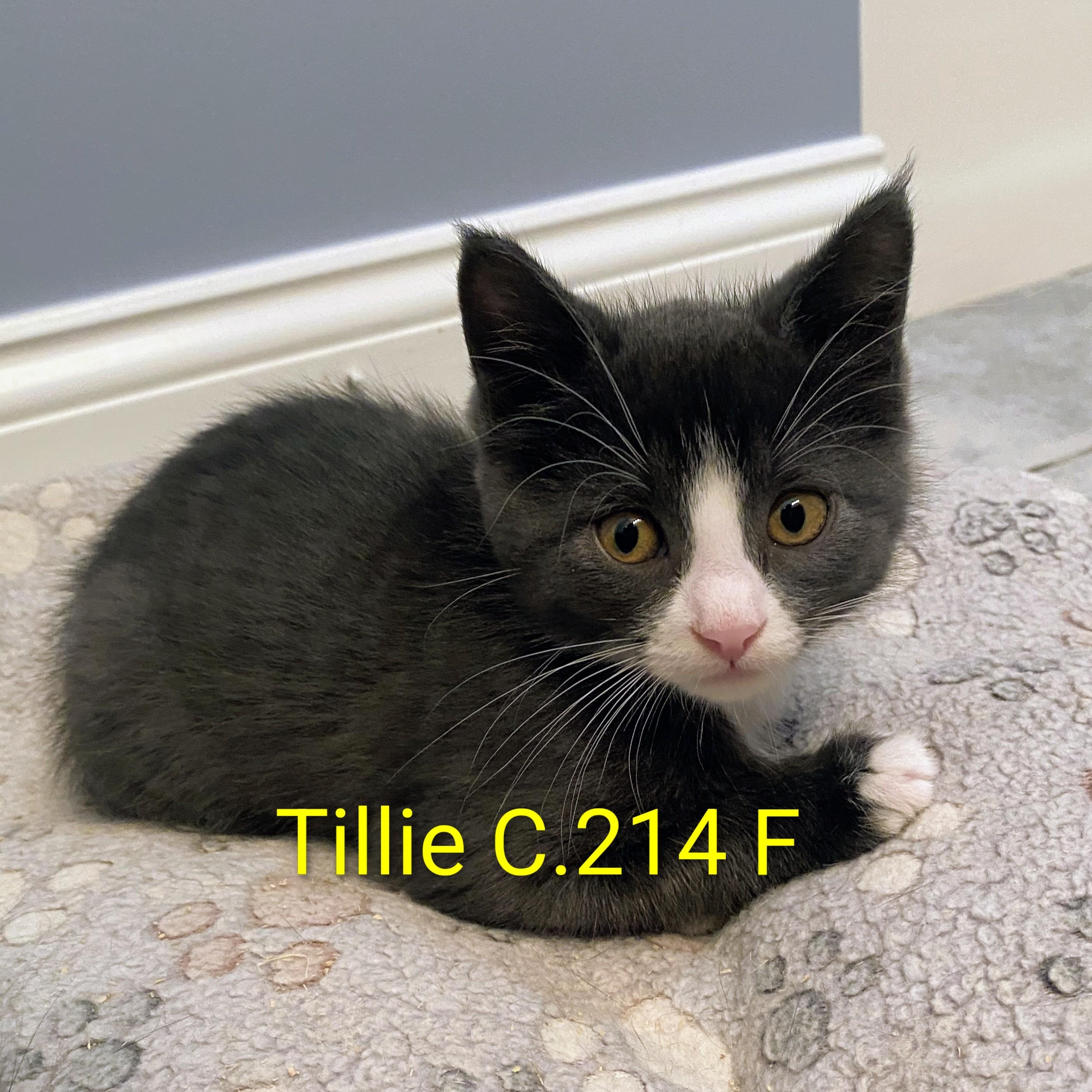Foster Tillie photo