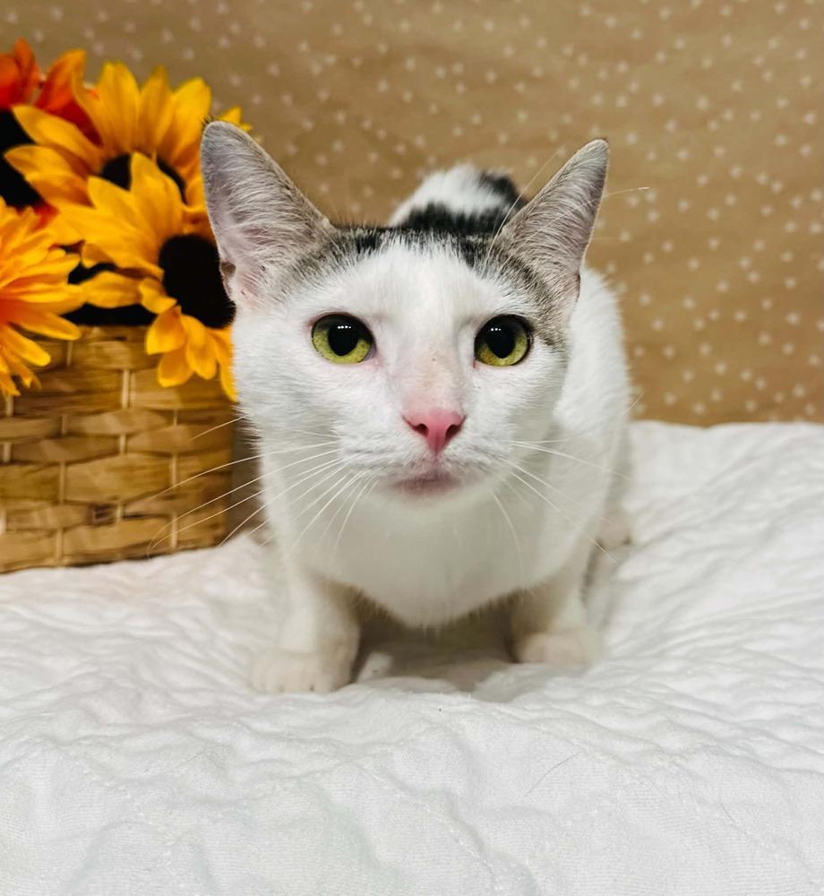 Nadia, Adoptable, Young Female Domestic Short Hair.