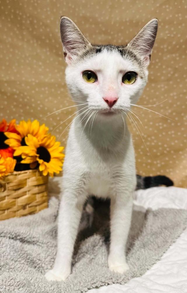 Enlarge Nadia, a Adoptable mixed breed in Groveland, MA image 2/6