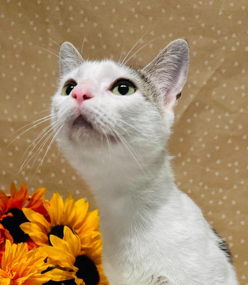 Enlarge Nadia, a Adoptable mixed breed in Groveland, MA image 3/6