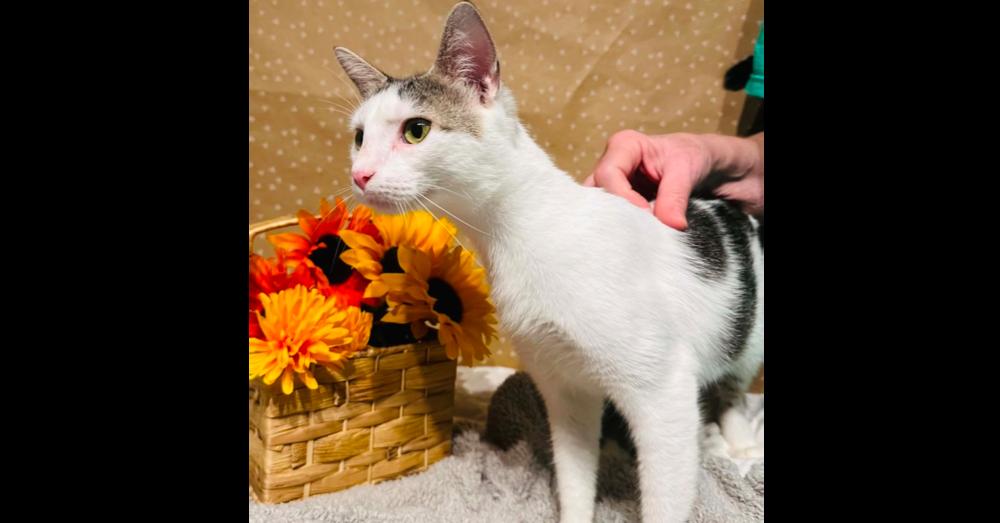 Enlarge Nadia, a Adoptable mixed breed in Groveland, MA image 5/6